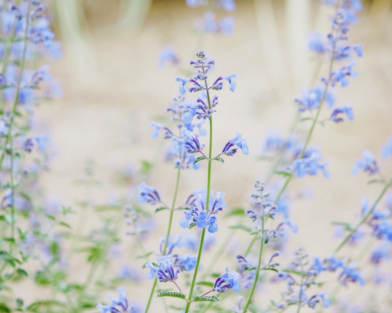 Обои Little Blue Flowers 1280x1024