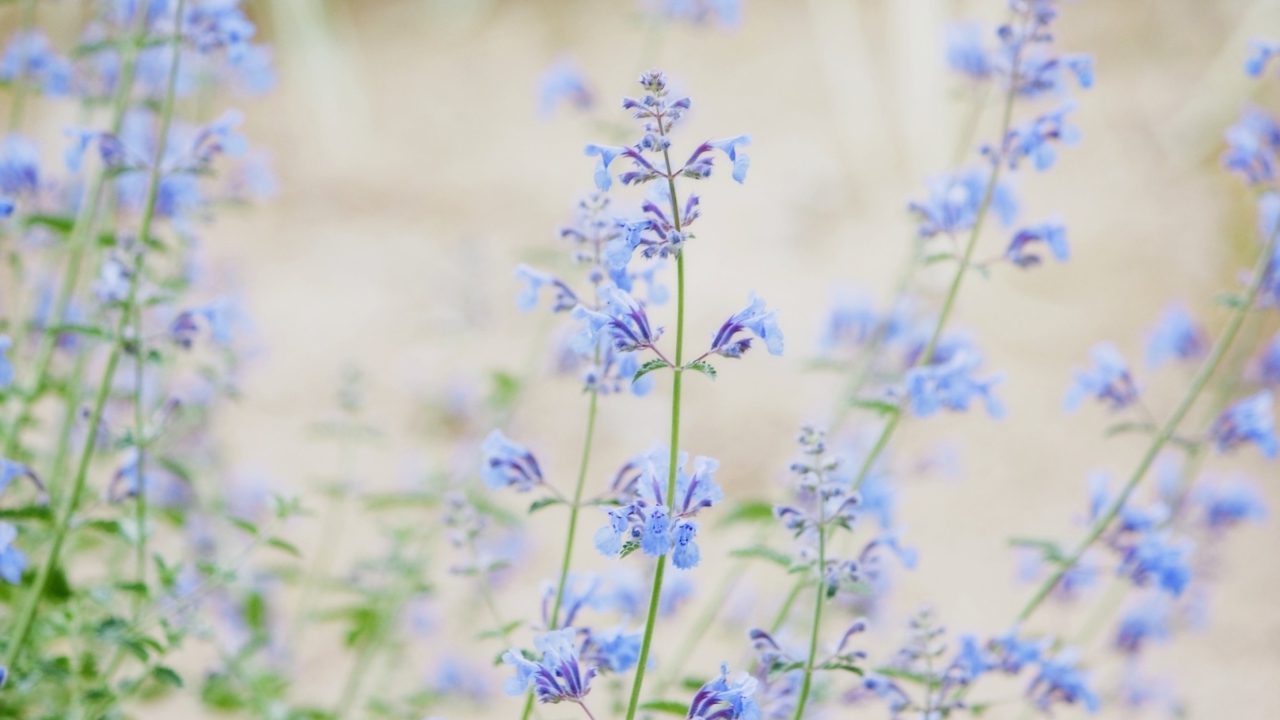 Sfondi Little Blue Flowers 1280x720