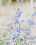 Fondo de pantalla Little Blue Flowers 128x160
