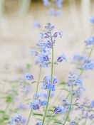 Sfondi Little Blue Flowers 132x176