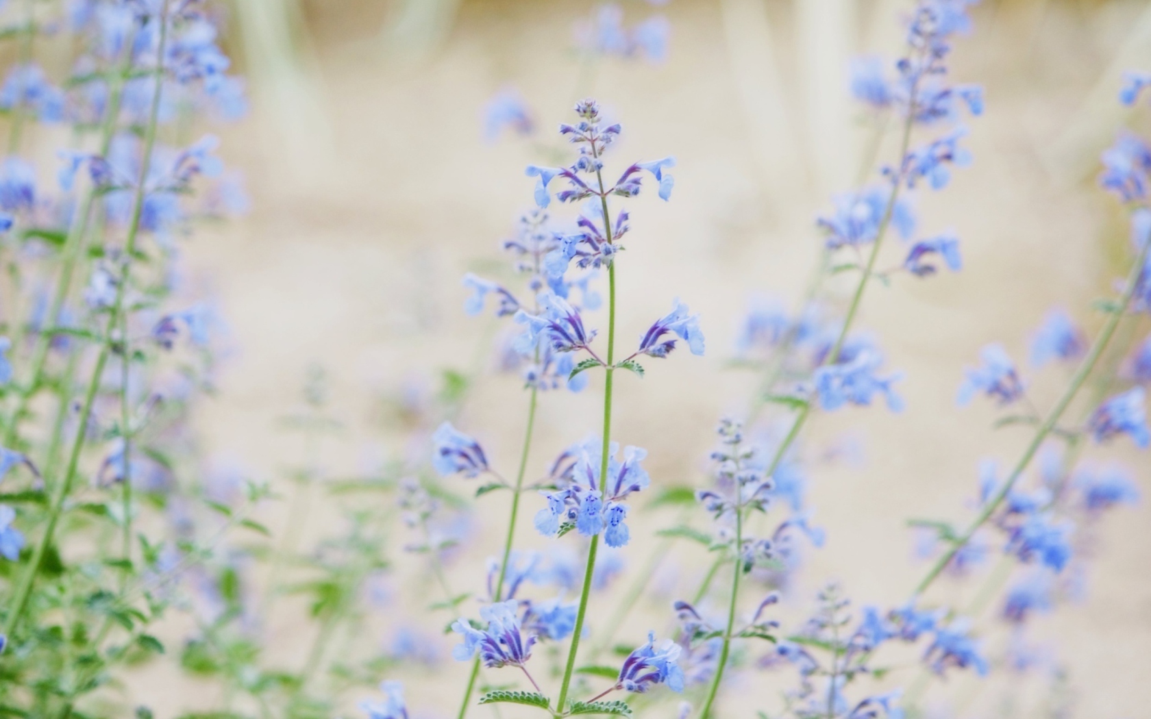 Das Little Blue Flowers Wallpaper 1680x1050