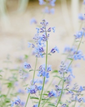 Sfondi Little Blue Flowers 176x220
