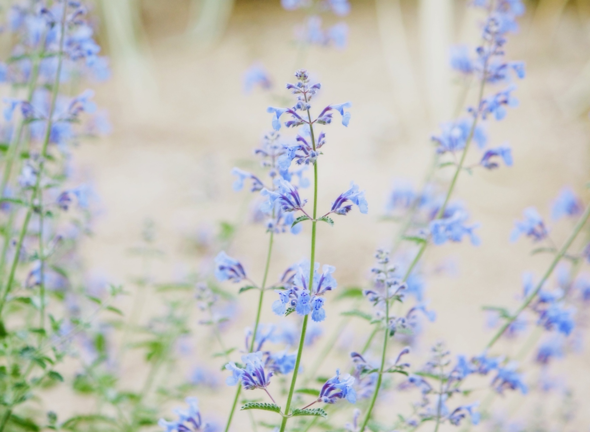 Fondo de pantalla Little Blue Flowers 1920x1408