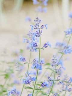 Обои Little Blue Flowers 240x320