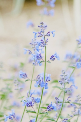 Fondo de pantalla Little Blue Flowers 320x480