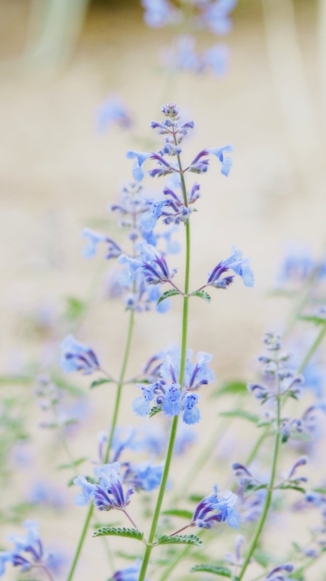 Das Little Blue Flowers Wallpaper 360x640