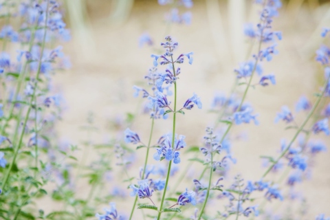 Das Little Blue Flowers Wallpaper 480x320