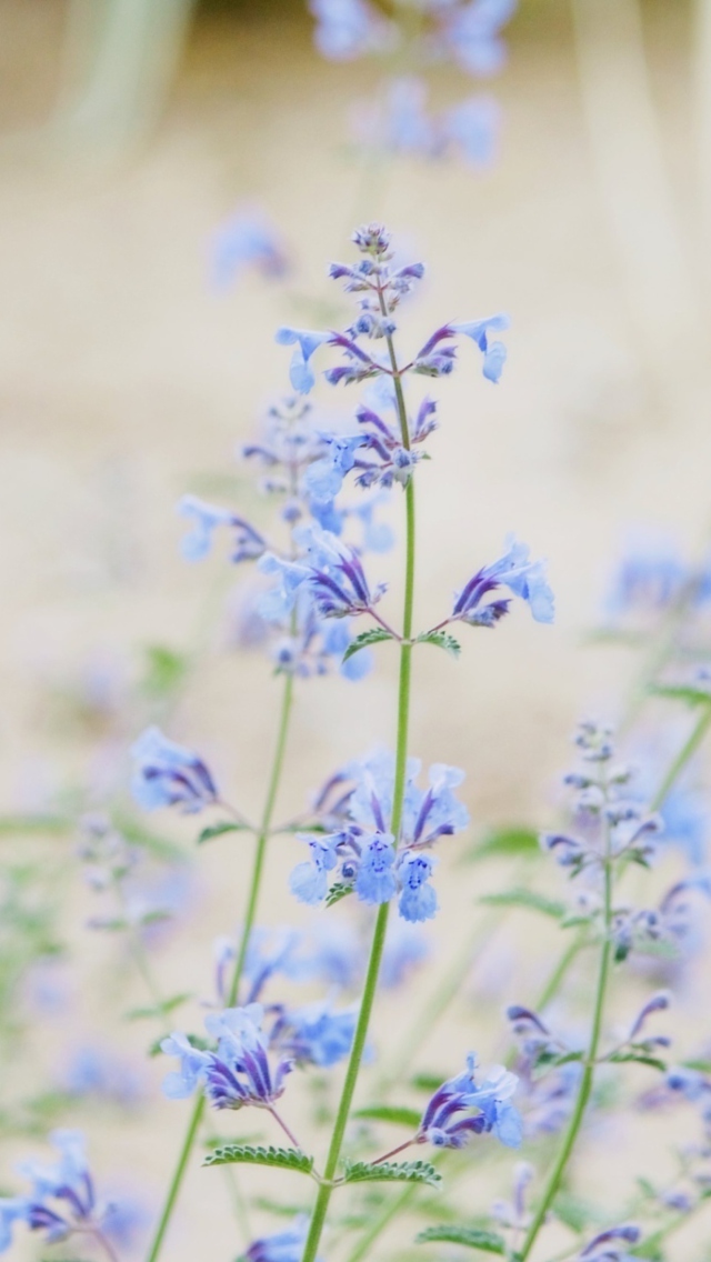 Das Little Blue Flowers Wallpaper 640x1136