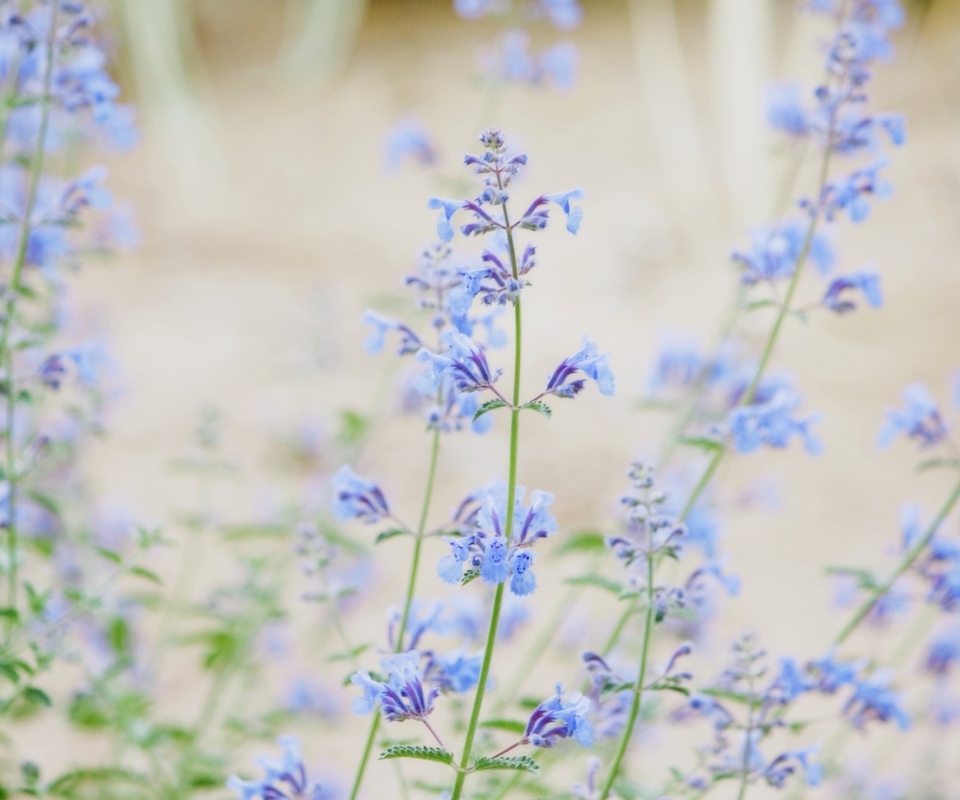 Fondo de pantalla Little Blue Flowers 960x800