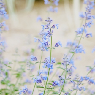 Little Blue Flowers - Obrázkek zdarma pro 208x208