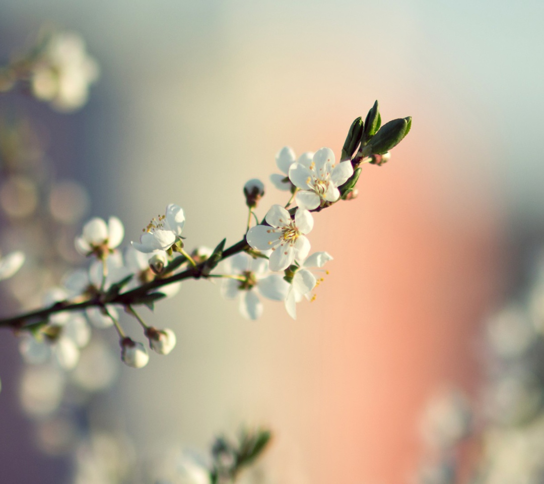 Обои Spring Tree Blossoms 1080x960