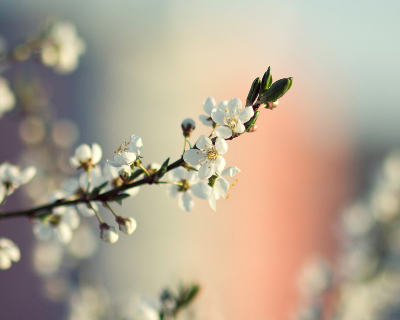 Fondo de pantalla Spring Tree Blossoms 1280x1024