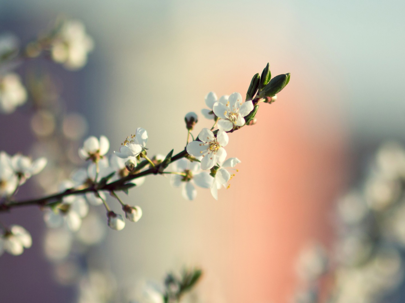 Das Spring Tree Blossoms Wallpaper 1400x1050