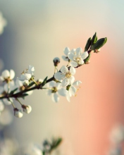 Screenshot №1 pro téma Spring Tree Blossoms 176x220