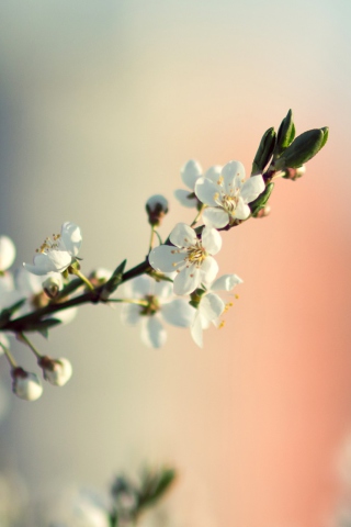 Das Spring Tree Blossoms Wallpaper 320x480