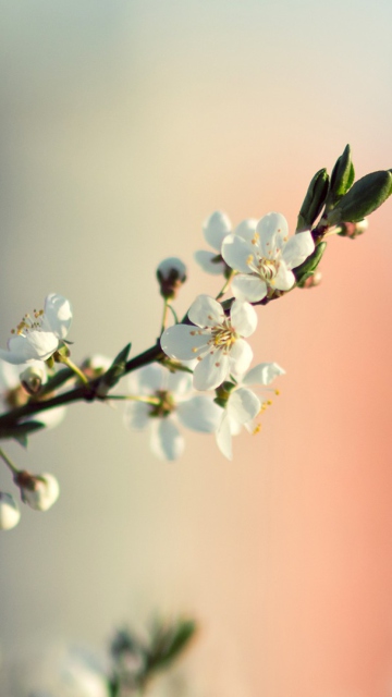 Das Spring Tree Blossoms Wallpaper 360x640