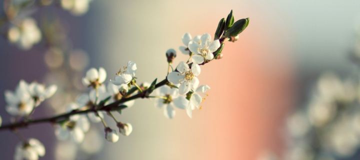 Das Spring Tree Blossoms Wallpaper 720x320