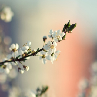 Spring Tree Blossoms - Obrázkek zdarma pro iPad