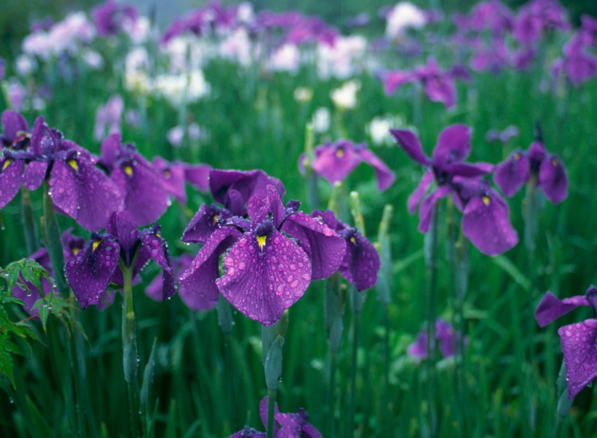 Iris Field wallpaper 1920x1408