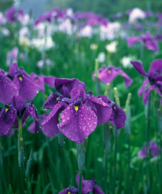 Kostenloses Iris Field Wallpaper für Nokia C2-00