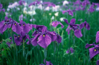 Iris Field Background for Android, iPhone and iPad