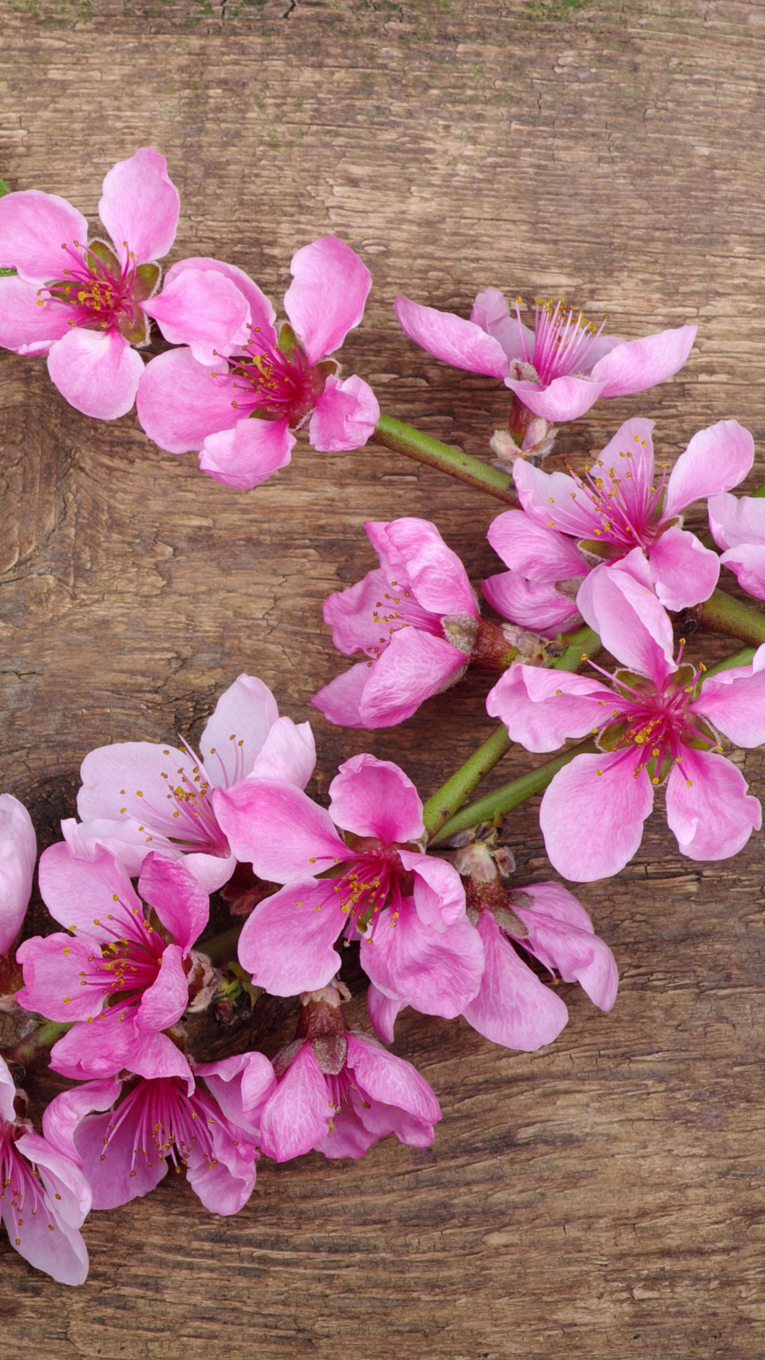Pink Spring Flowers wallpaper 1080x1920