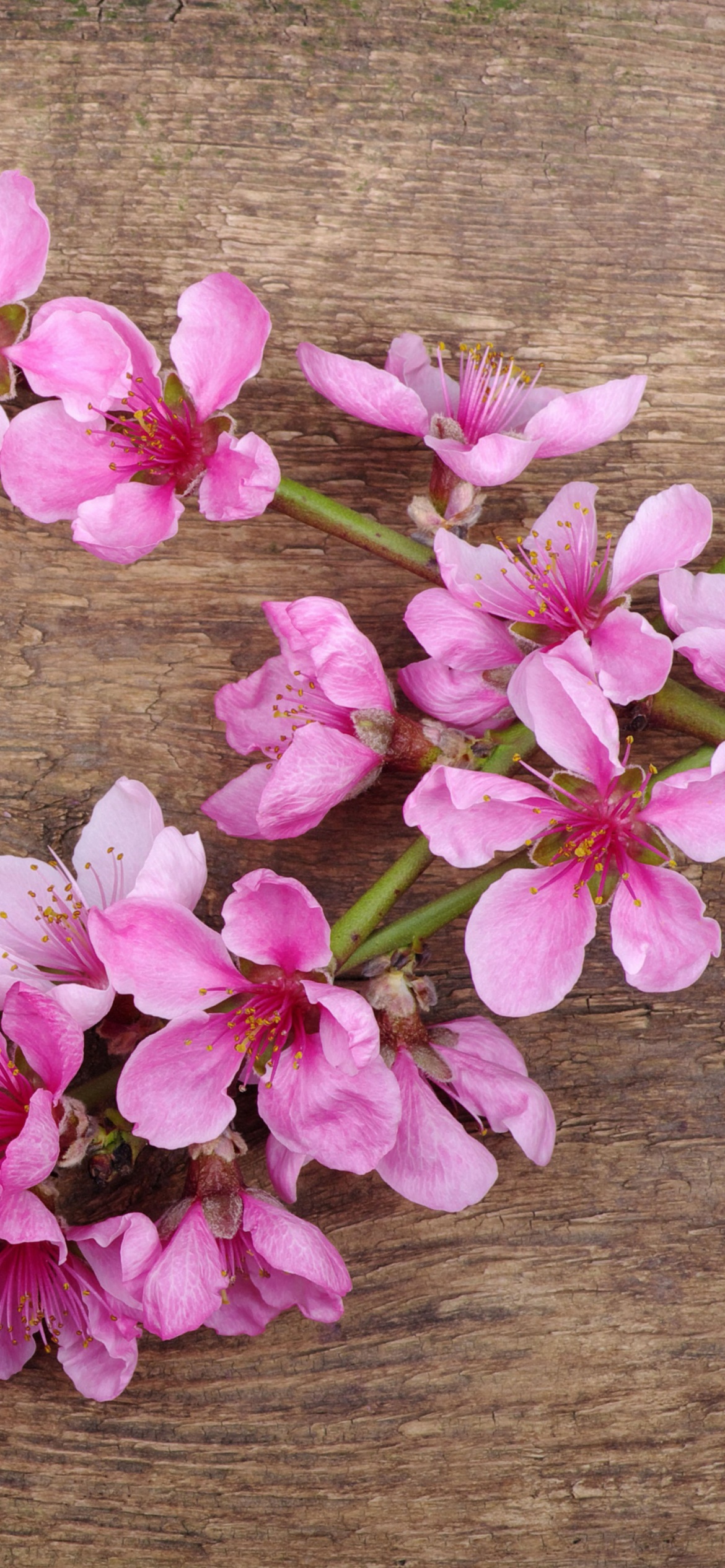 Обои Pink Spring Flowers 1170x2532