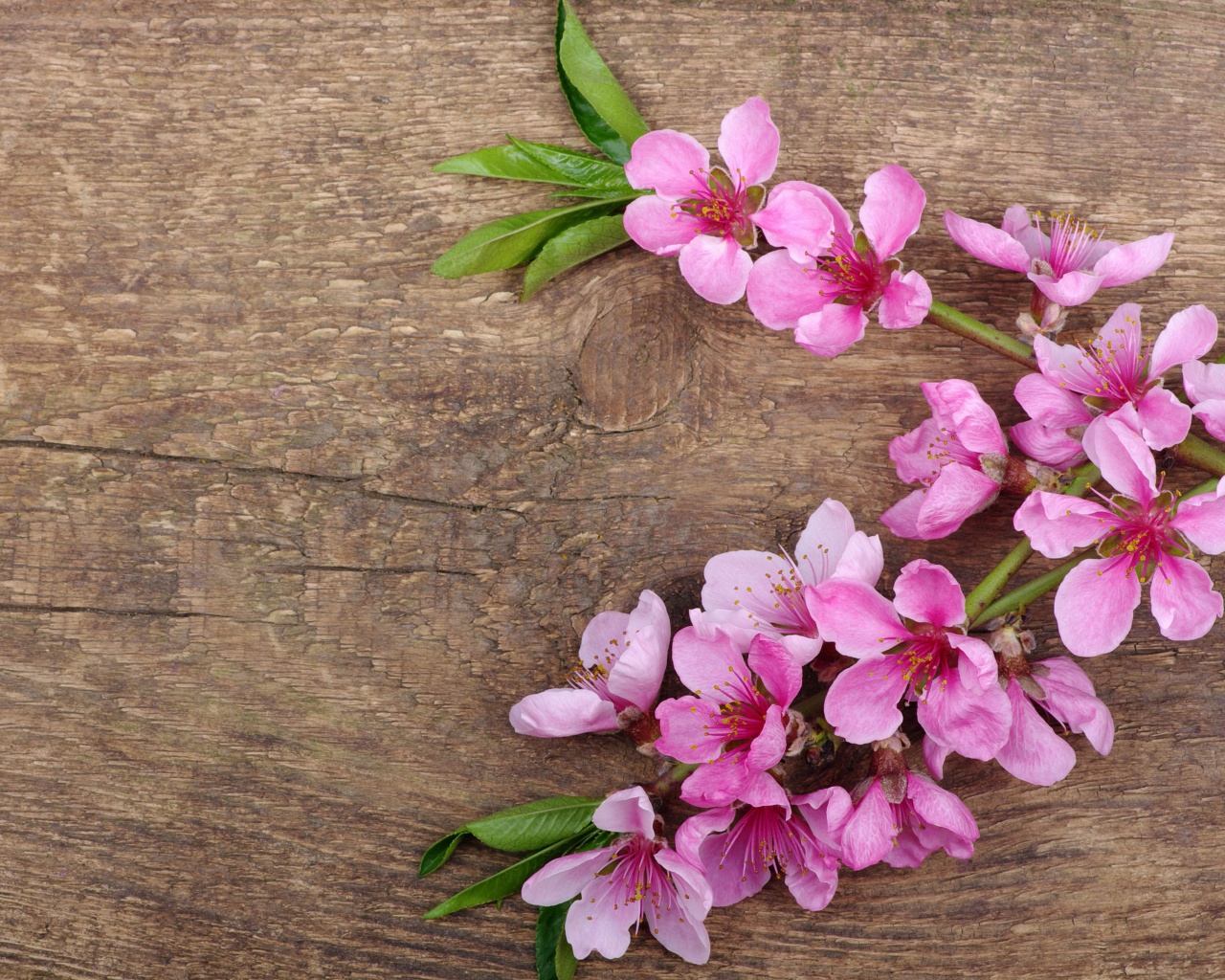 Das Pink Spring Flowers Wallpaper 1280x1024