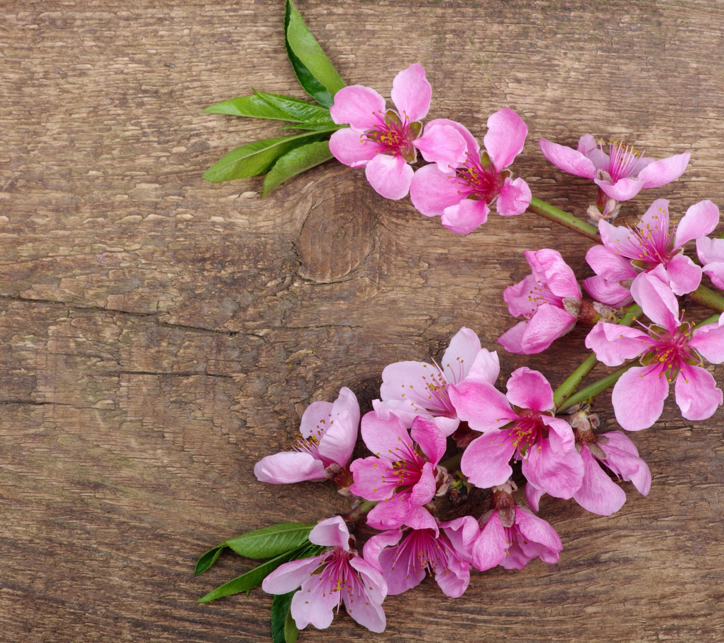Обои Pink Spring Flowers 1440x1280