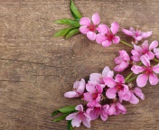 Pink Spring Flowers wallpaper 176x144