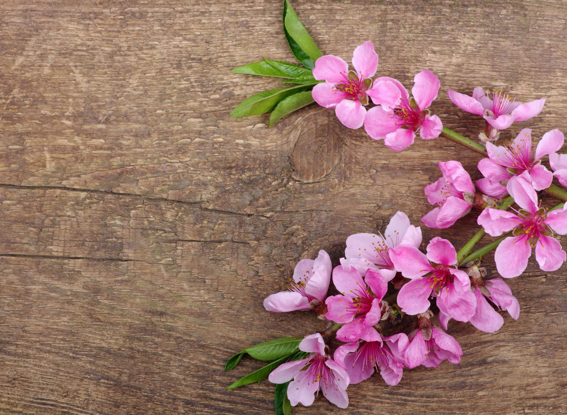 Das Pink Spring Flowers Wallpaper 1920x1408