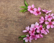 Pink Spring Flowers wallpaper 220x176