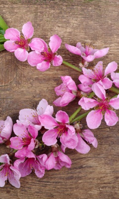Screenshot №1 pro téma Pink Spring Flowers 240x400