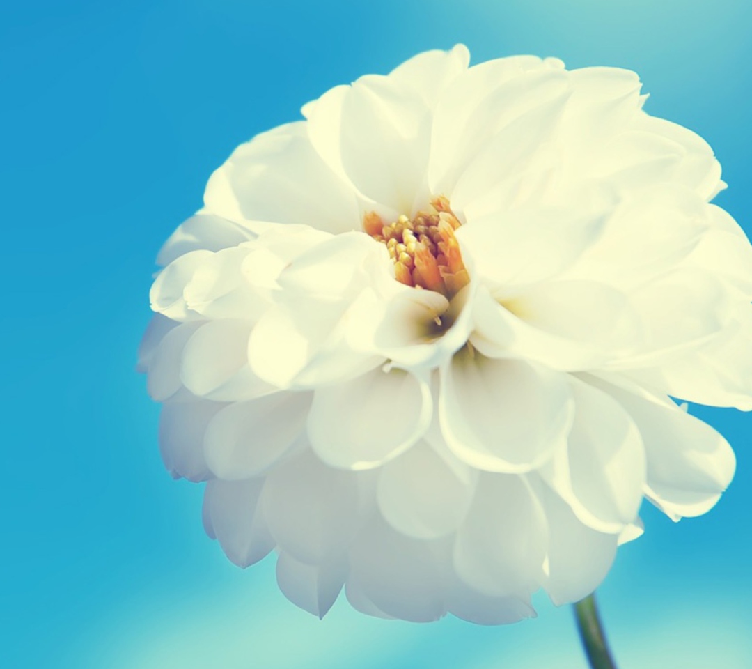 White Flower wallpaper 1080x960
