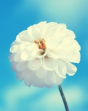Fondo de pantalla White Flower 128x160
