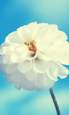 Fondo de pantalla White Flower 240x400