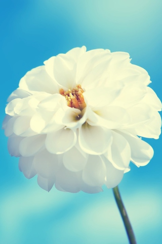 Das White Flower Wallpaper 320x480