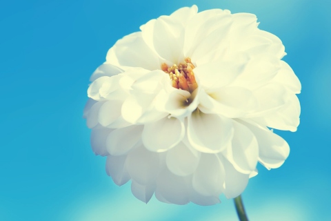 White Flower wallpaper 480x320