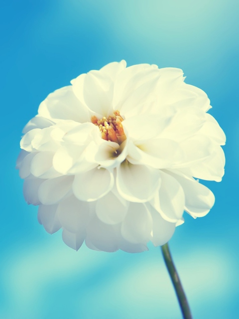 Das White Flower Wallpaper 480x640