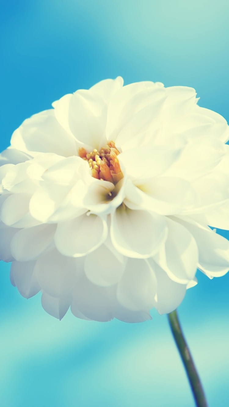 Das White Flower Wallpaper 750x1334