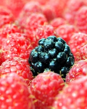 Raspberries wallpaper 176x220