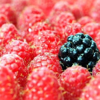 Raspberries - Obrázkek zdarma pro 1024x1024