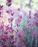Lavender Field screenshot #1 128x160