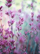 Lavender Field screenshot #1 132x176