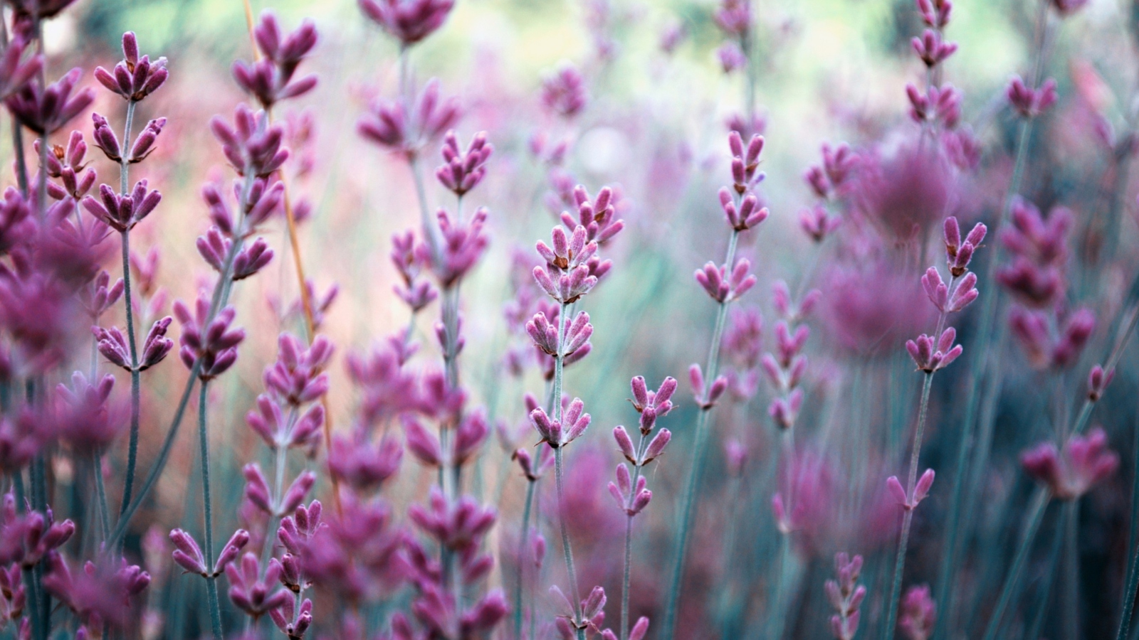 Lavender Field wallpaper 1600x900