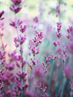 Lavender Field screenshot #1 240x320