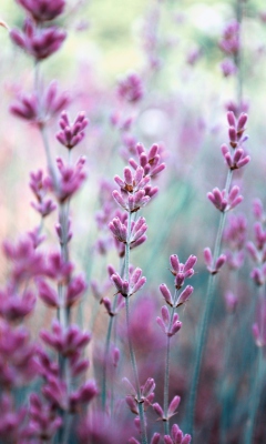 Lavender Field screenshot #1 240x400