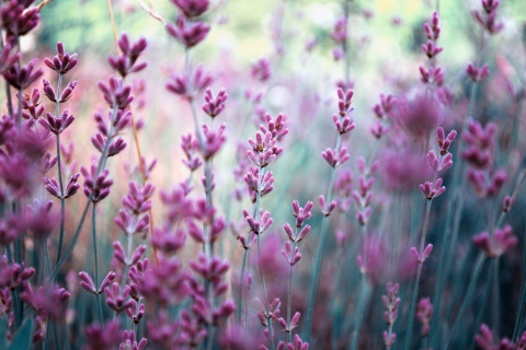 Lavender Field screenshot #1 480x320
