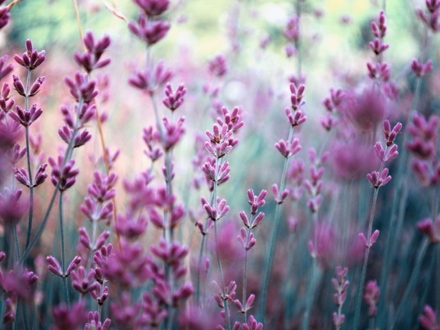 Lavender Field wallpaper 640x480