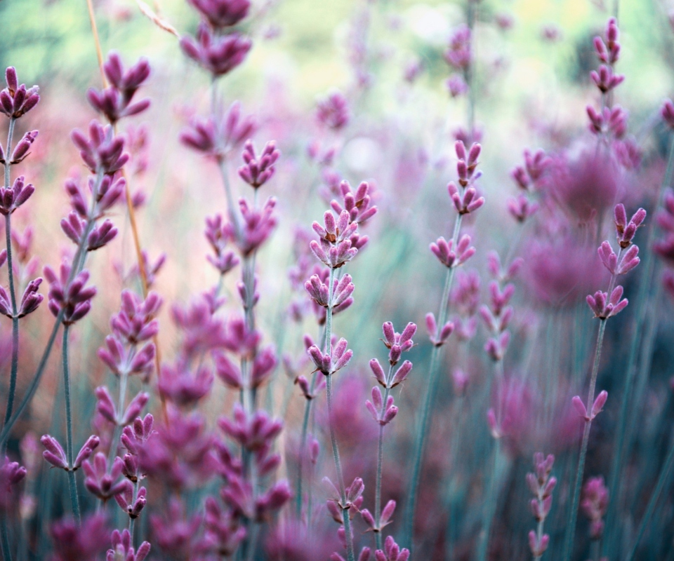 Lavender Field screenshot #1 960x800